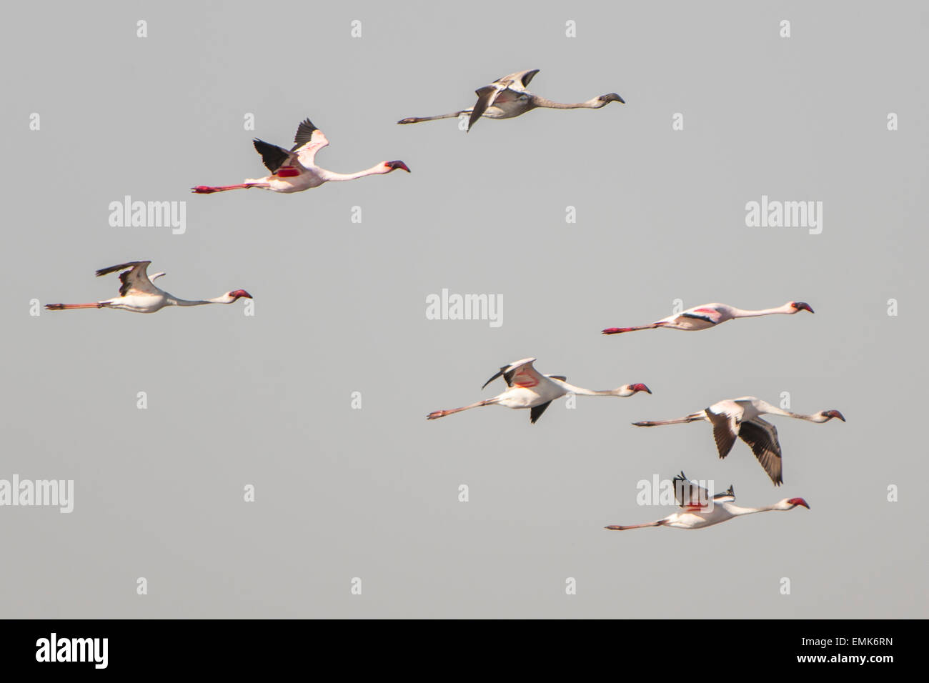 American Flamingo (Phoenicopterus ruber) colonia in volo, Little Rann di Kutch, Gujarat, India Foto Stock