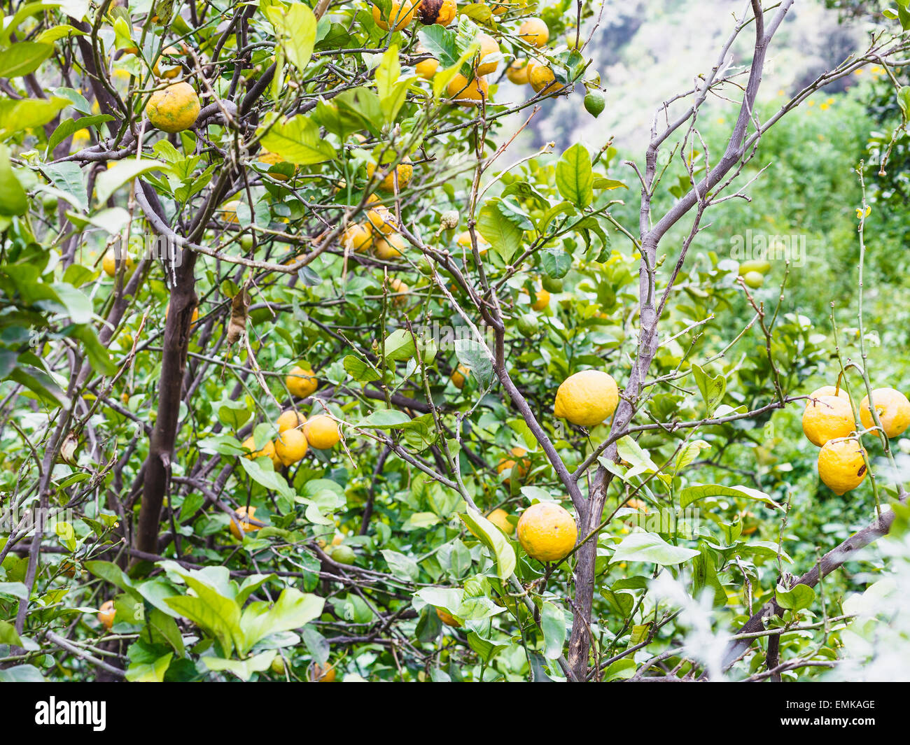 Maturi frutti di limone su albero in Sicilia in primavera Foto Stock