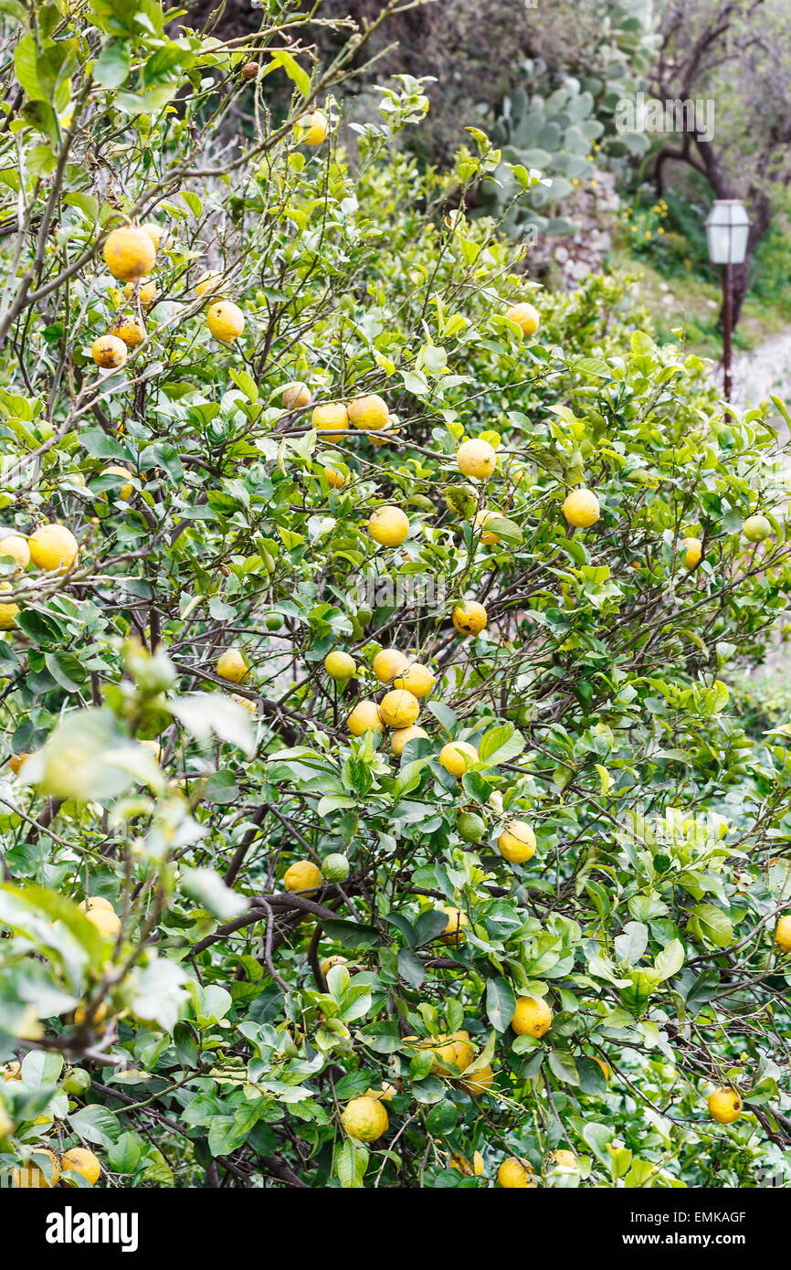 Maturi frutti di limone su albero nel parco urbano di Savoca città in Sicilia in primavera Foto Stock