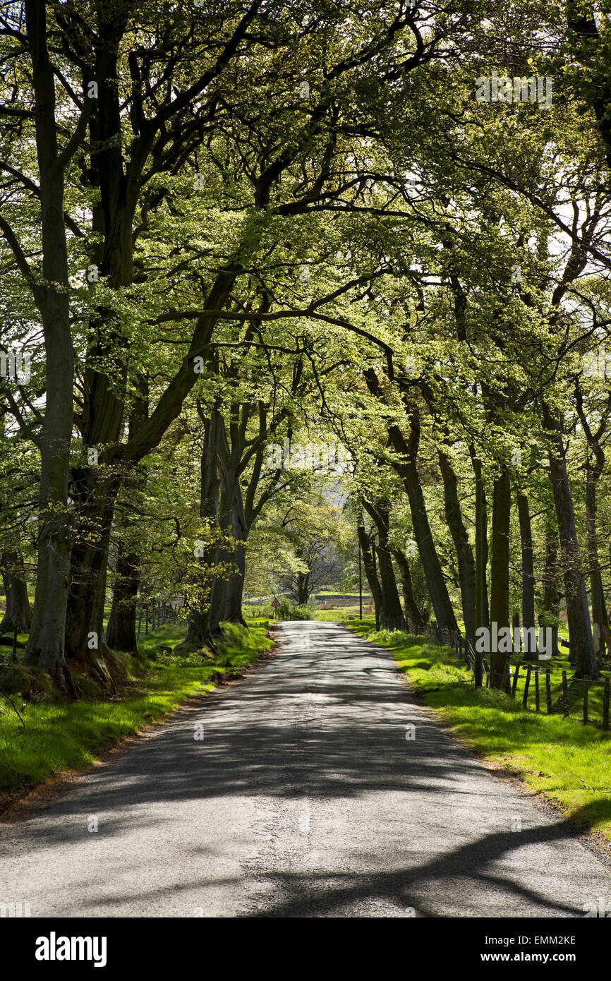 Regno Unito, Inghilterra, Lancashire, Trogolo di Bowland, Marshaw, strada che passa attraverso il viale di faggi Foto Stock