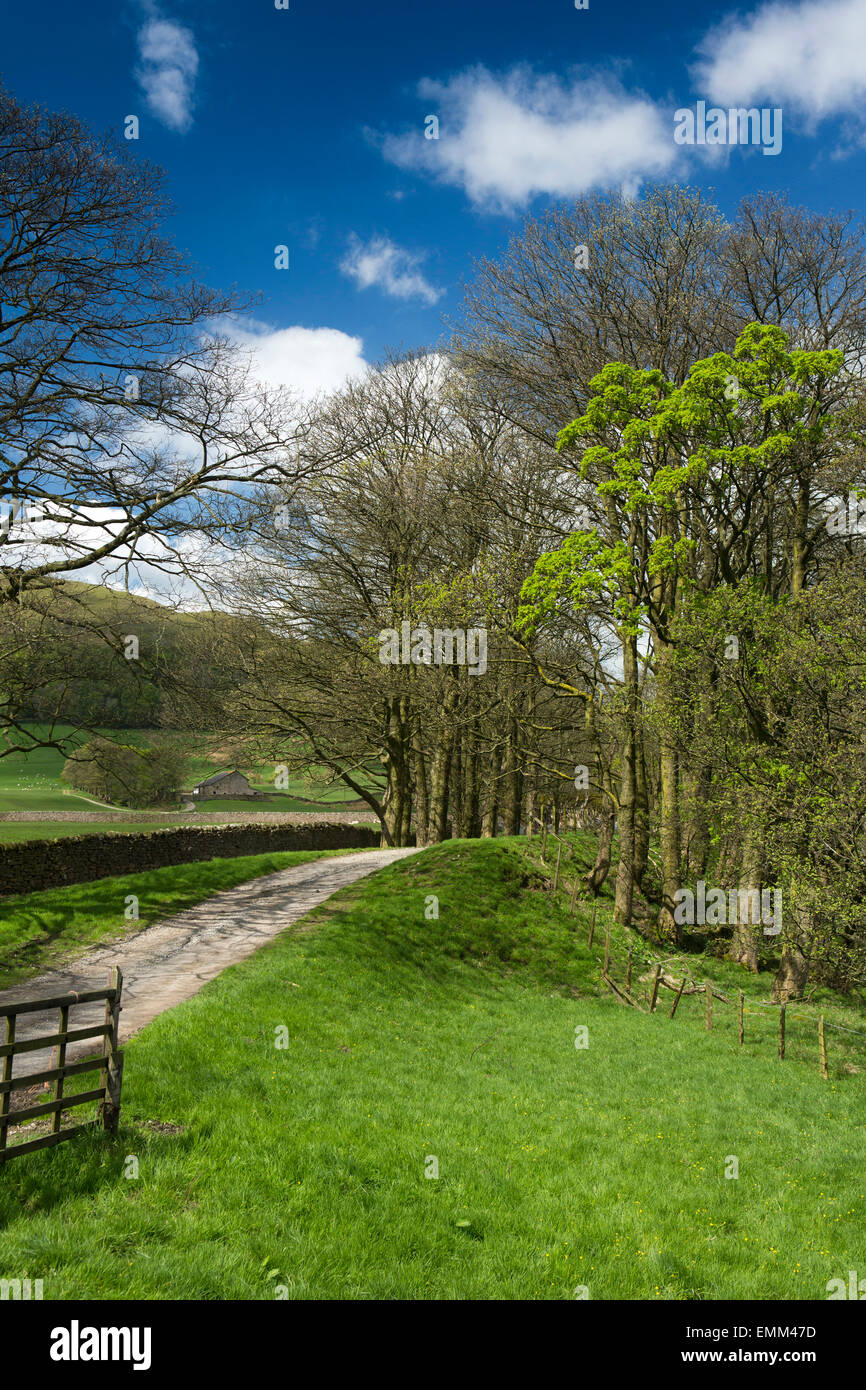 Regno Unito, Inghilterra, Lancashire, Ribble Valley, Langden Bridge, percorso attraverso il bosco lungo il fiume Foto Stock