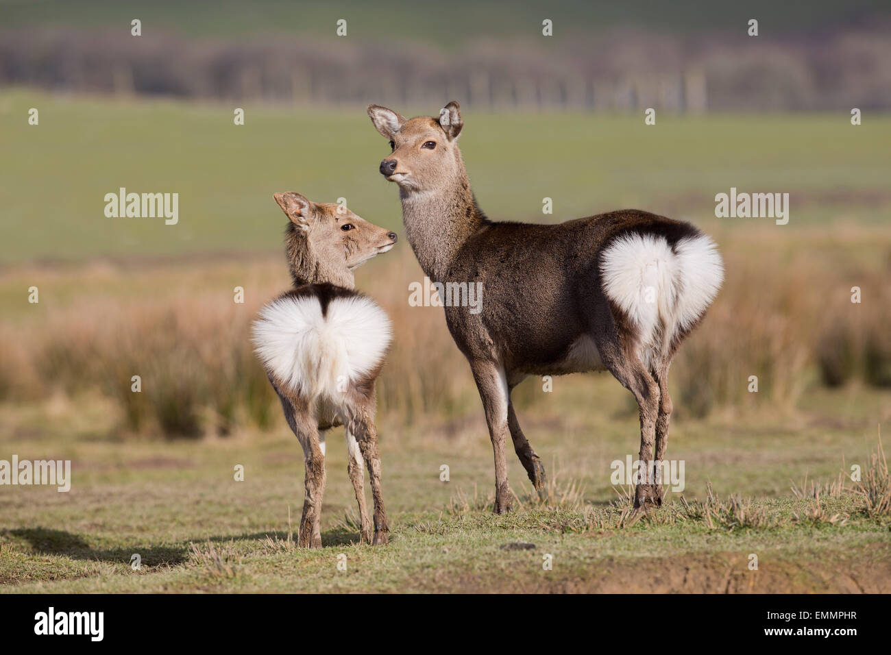 Cervi Sika; Cervus nippon due in inverno REGNO UNITO Foto Stock