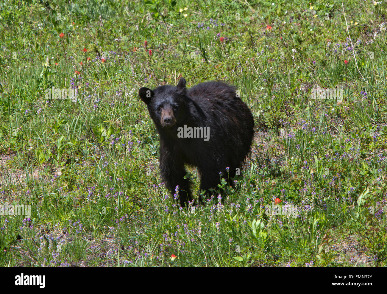 Black Bear in Canada Foto Stock