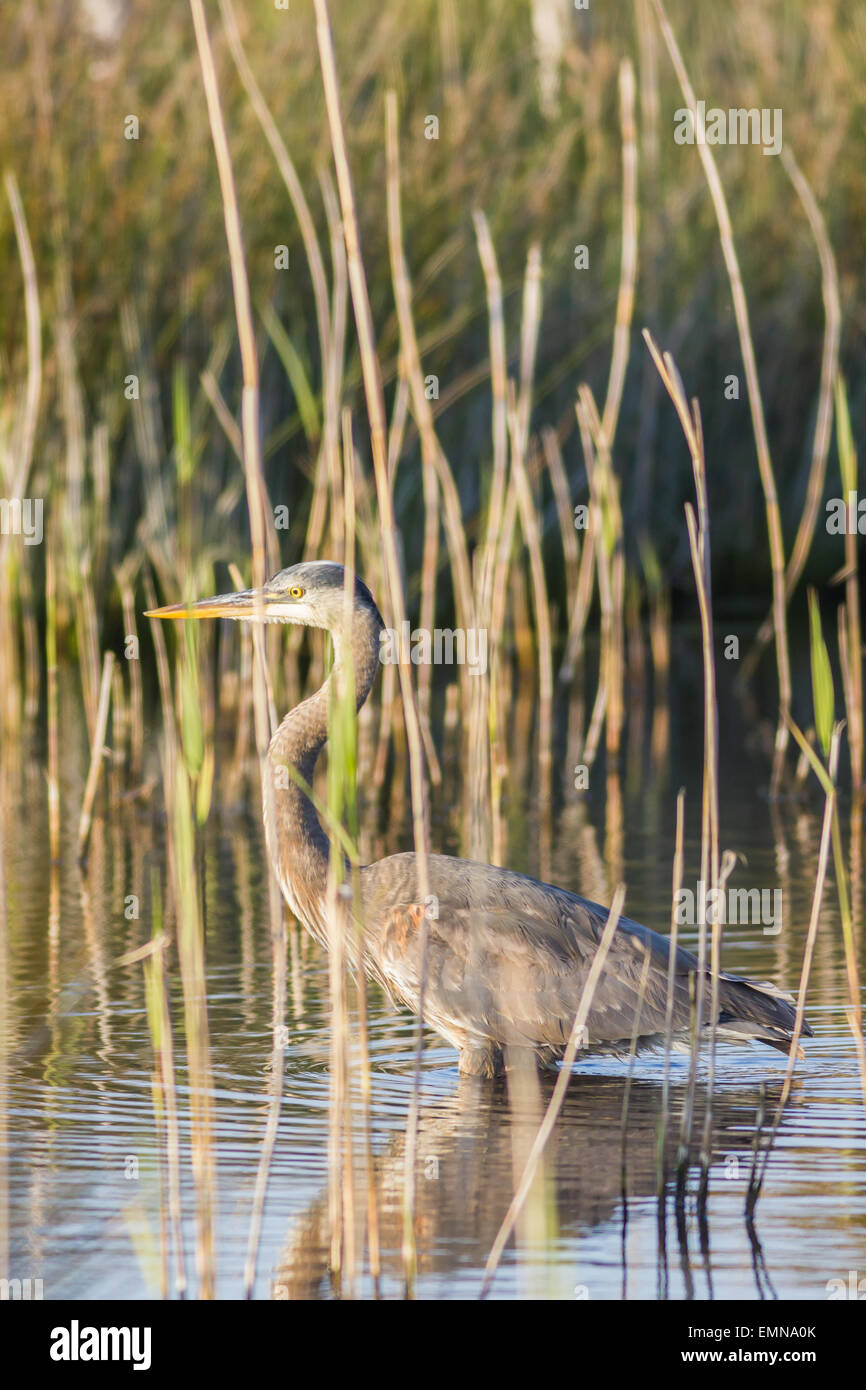 Un bird watching mega, sotto forma di un grande airone cenerino, il secondo record per il Regno Unito, gira fino a Mori inferiore, isole Scilly, Foto Stock