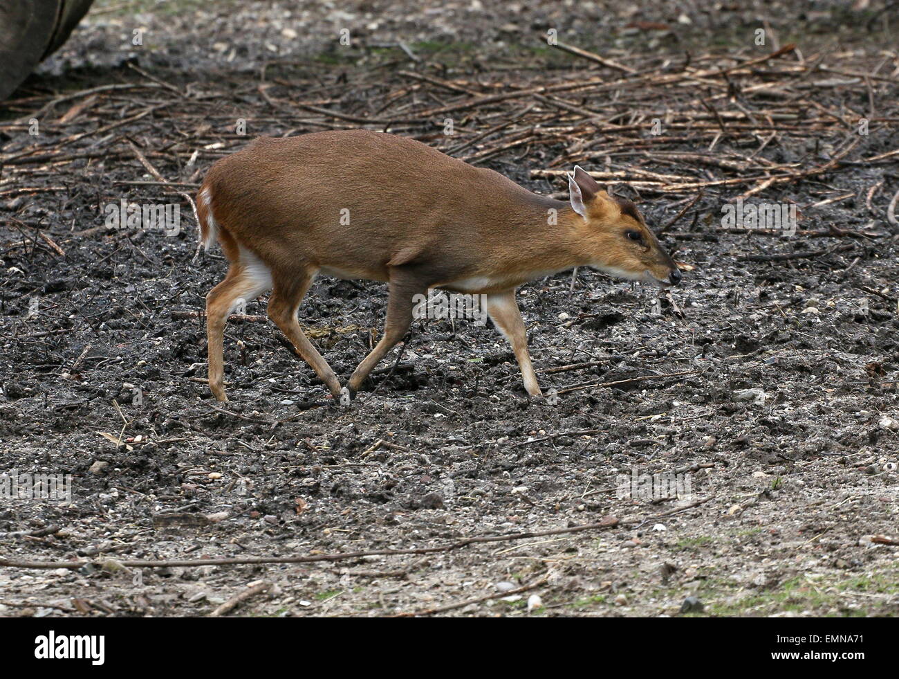 Asia femmina Reeve's muntjac deer (Muntiacus reevesi) passato a piedi a distanza ravvicinata Foto Stock
