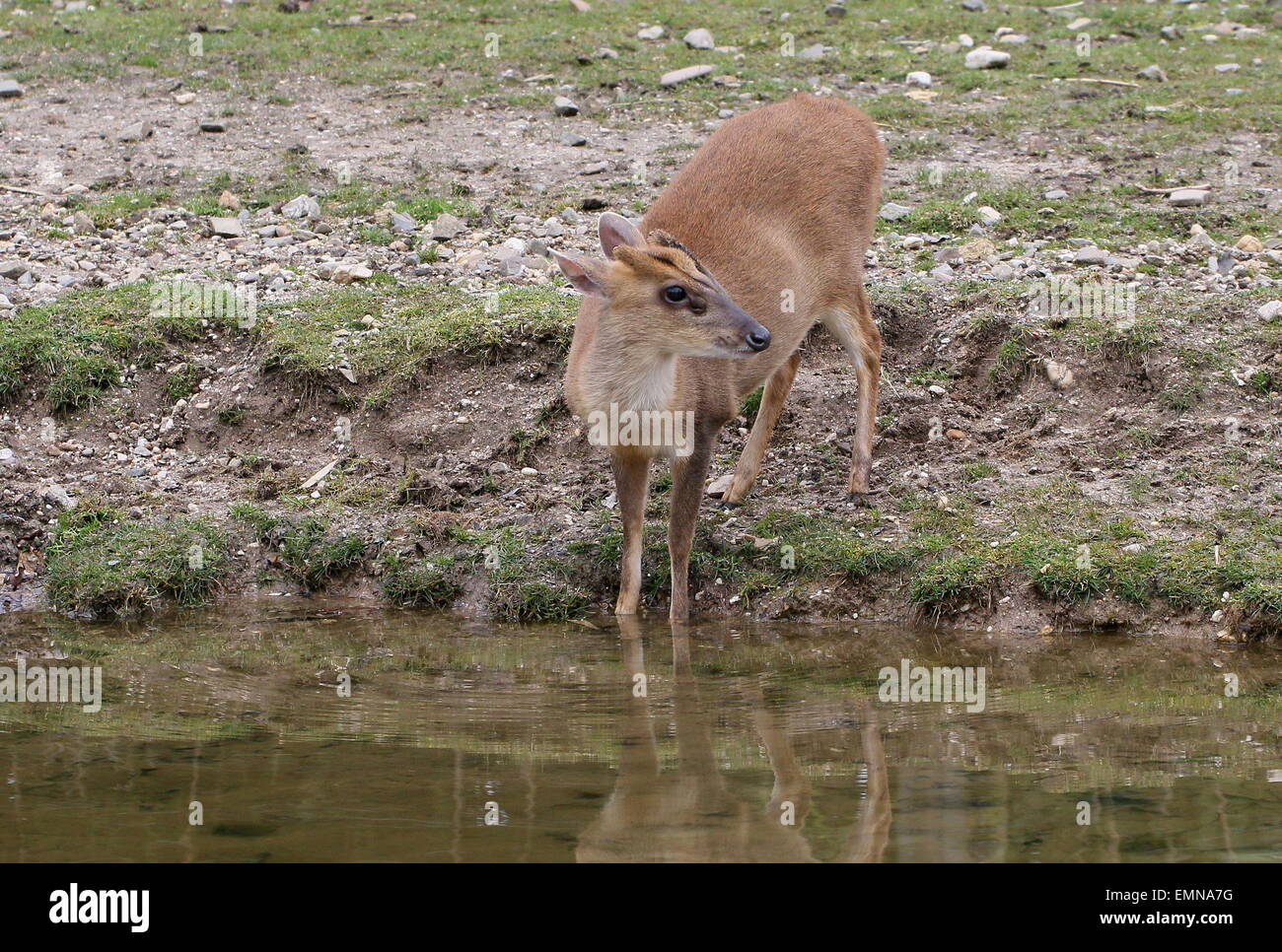 Reeve femmina del cervo muntjac (Muntiacus reevesi) acqua potabile Foto Stock