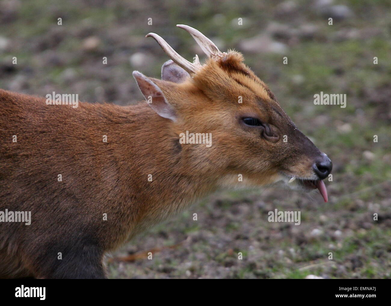 Primo piano della testa di un maschio di Asian Reeve's muntjac deer (Muntiacus reevesi) attaccare fuori la sua lingua Foto Stock