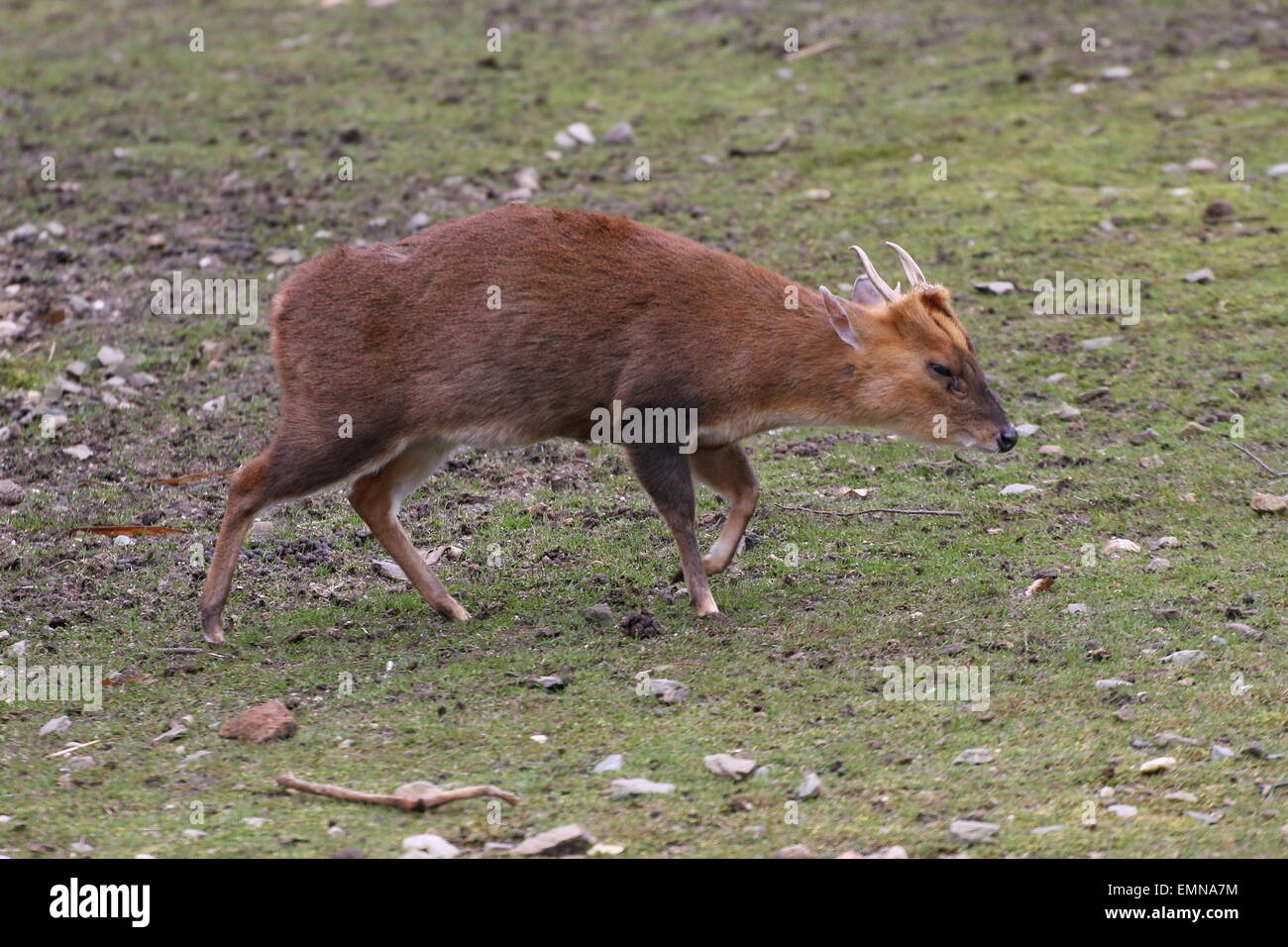 Asia maschio Reeve's muntjac deer (Muntiacus reevesi) Foto Stock