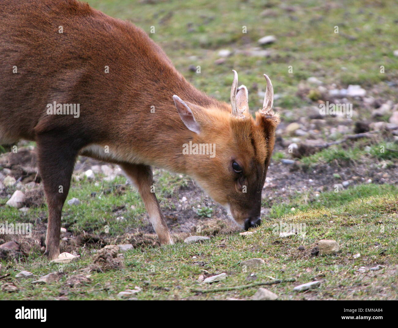 Close-up di un maschio di pascolo Reeve's muntjac deer (Muntiacus reevesi) Foto Stock