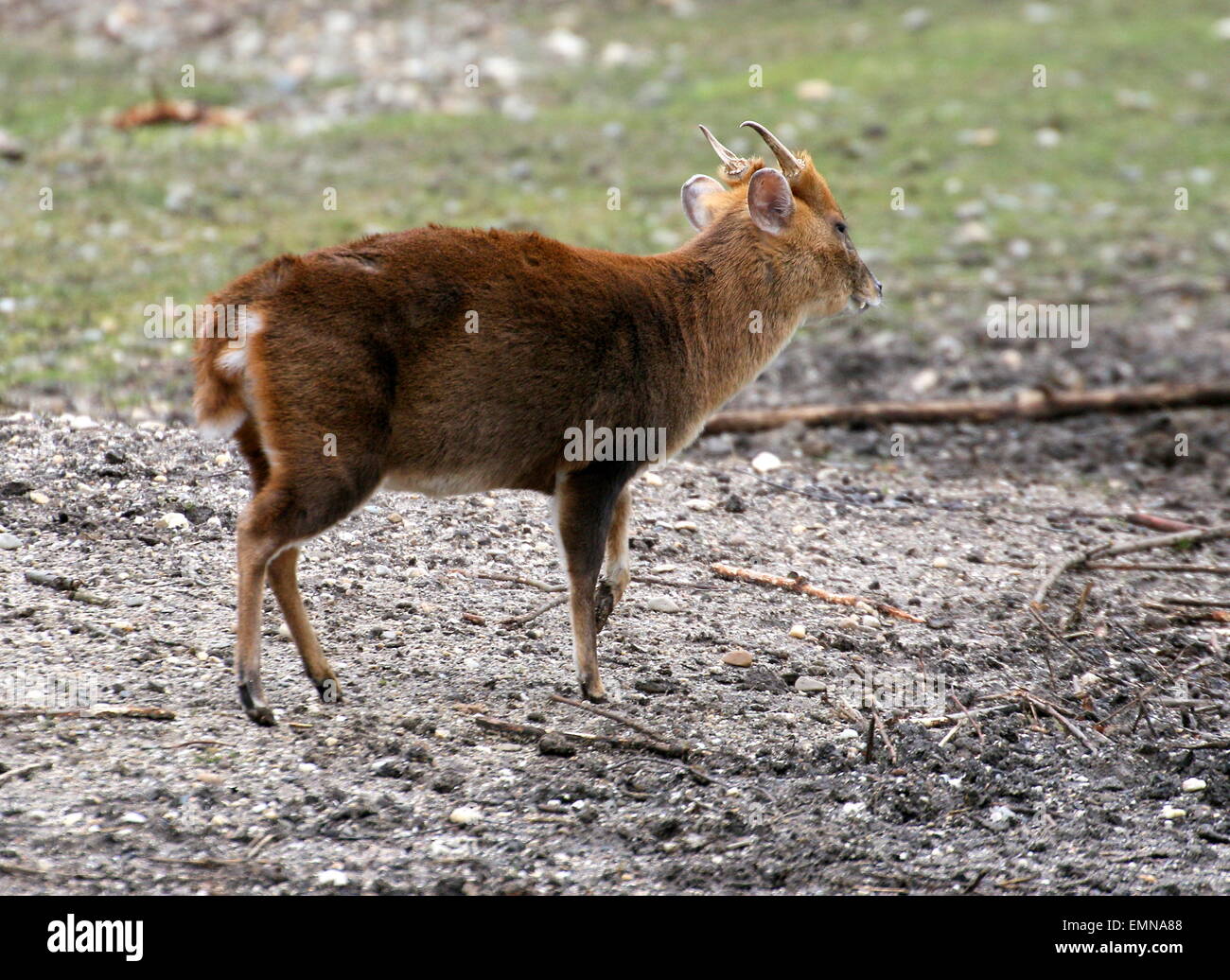 Reeve femmina del cervo muntjac (Muntiacus reevesi) acqua potabile Foto Stock