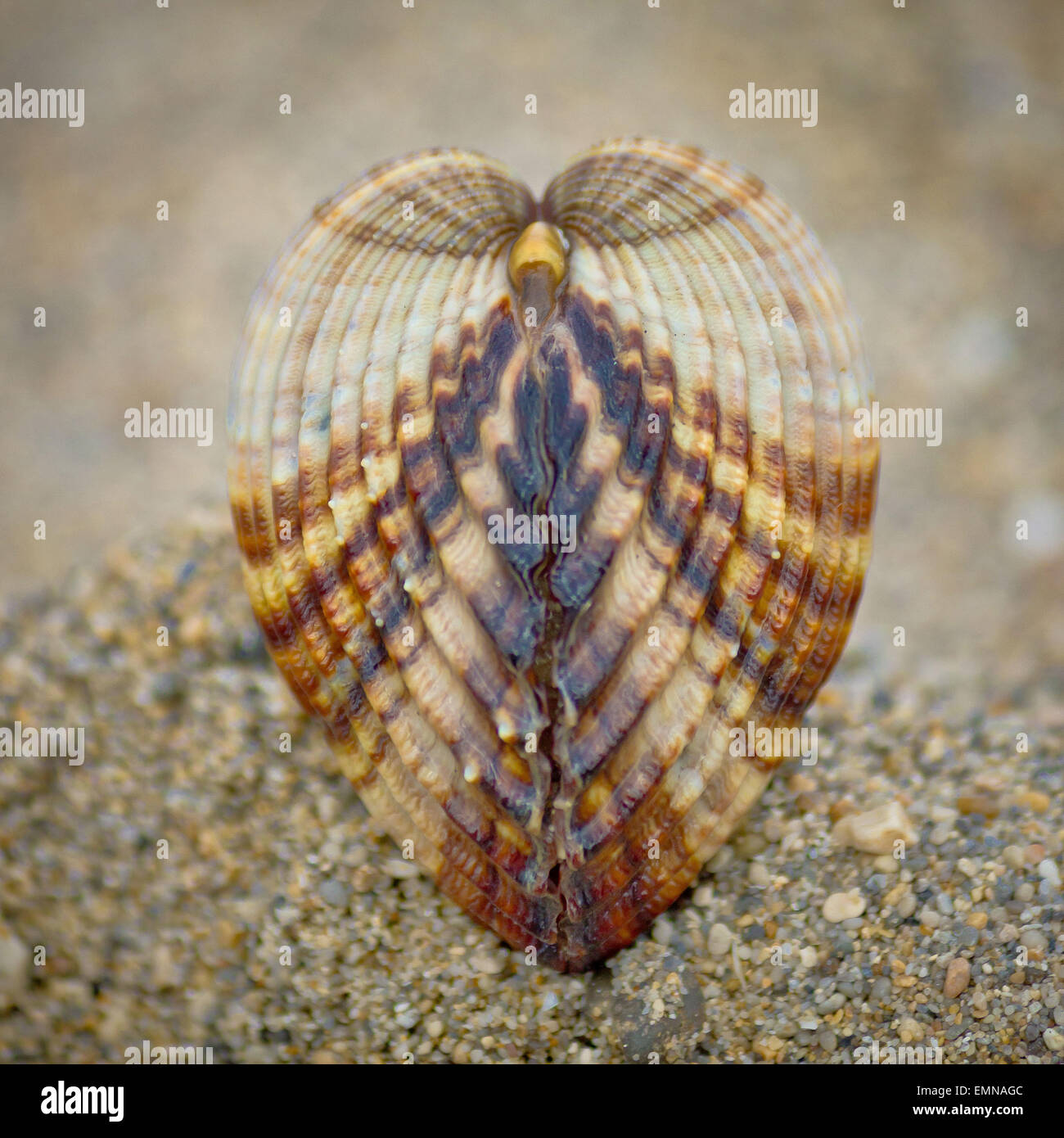 Simmetria della conchiglia di mare sulla spiaggia - increspatura ruvida (Acanthocardia tuberculata) Foto Stock
