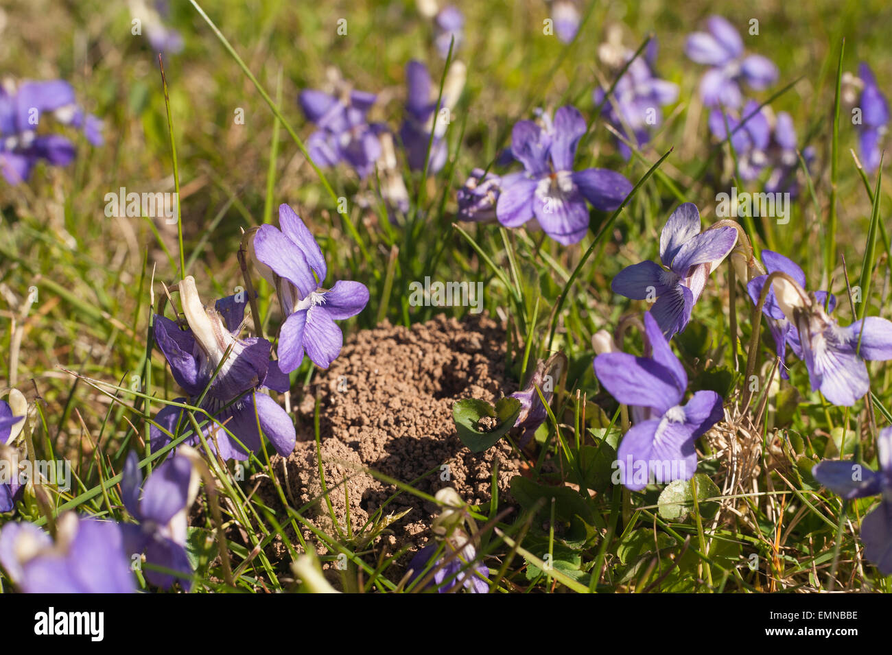 Patch di bosco selvatico dolci violette invadendo la prateria in primavera presto per essere nascosto dalle alte erbe in un prato Foto Stock