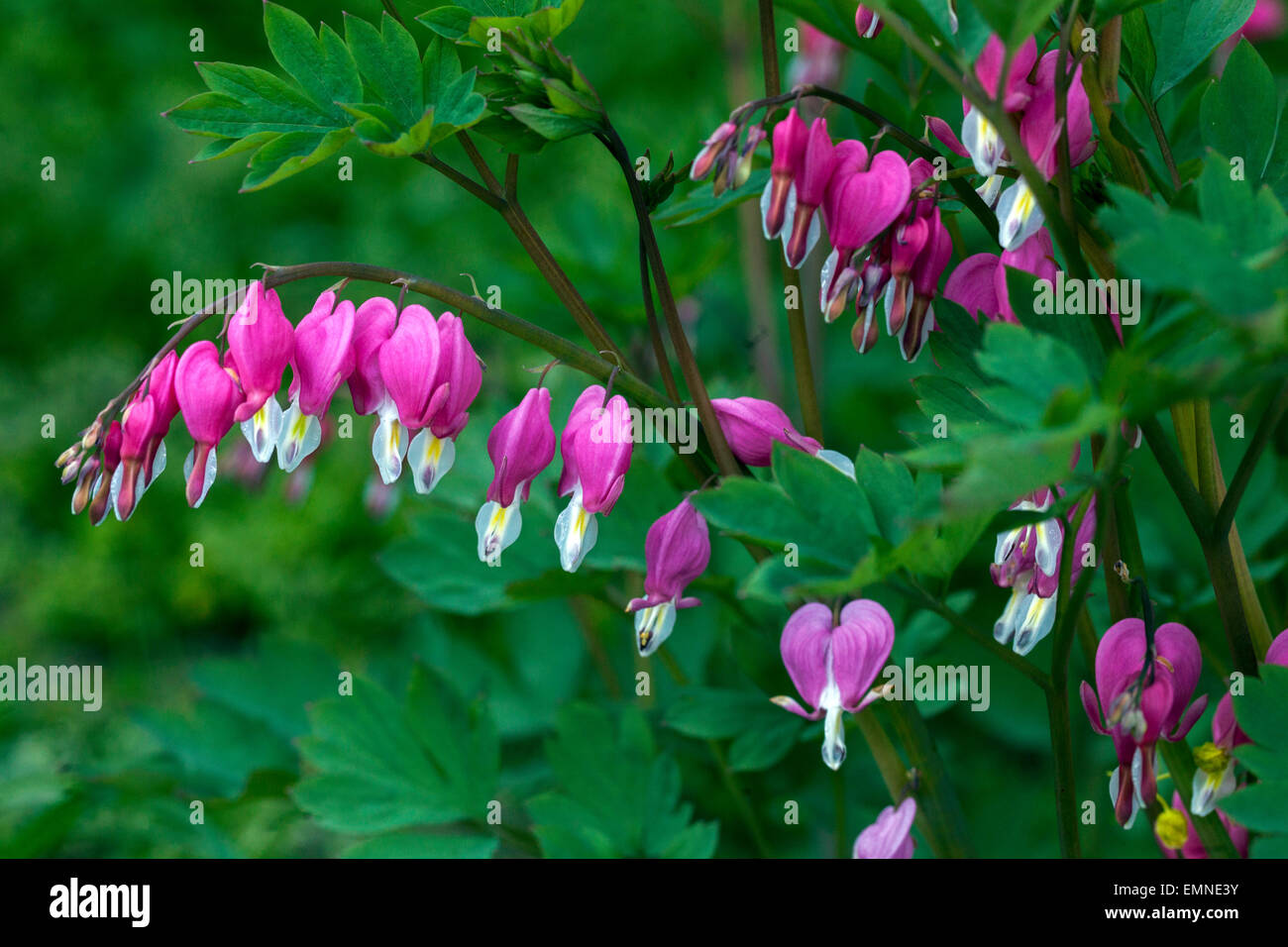 Dicentra spectabilis Lamprocapnos spectabilis cuore sanguinante primavera di bellezza natura Foto Stock