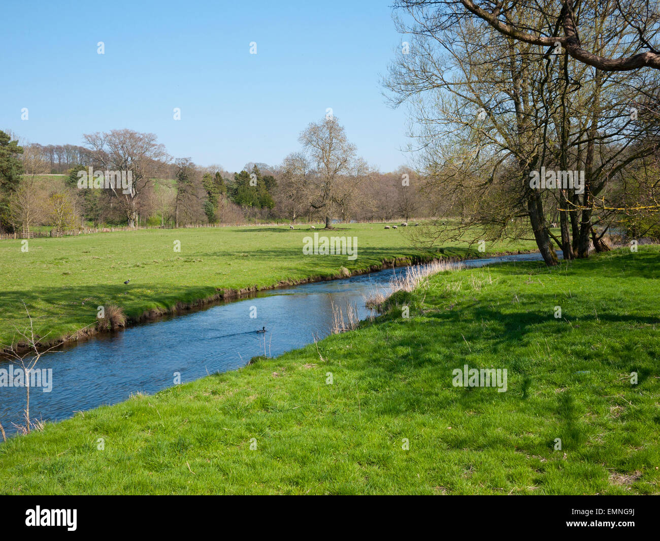 Piccolo ruscello emanazione e parte del fiume Wye, Ashford nell'acqua, Peak District, Derbyshire, Regno Unito. Foto Stock