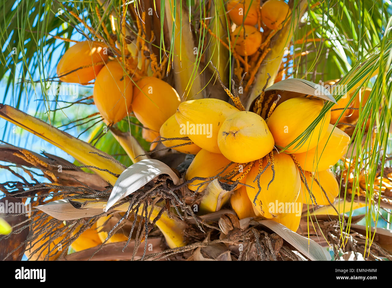 Coconut Palm tree ad Aruba Foto Stock