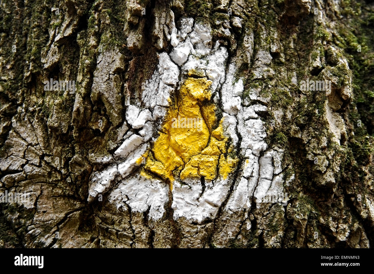 Vecchio di corteccia di albero contrassegnato con un triangolo giallo sentiero escursionistico segno Foto Stock