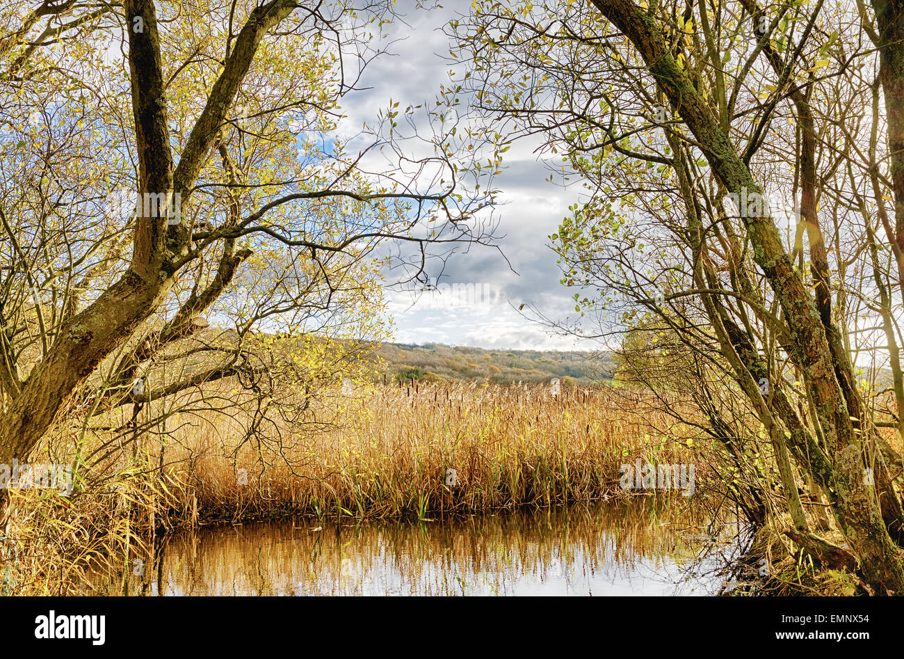 Ance e stagno a Leighton Moss, Lancashire Foto Stock