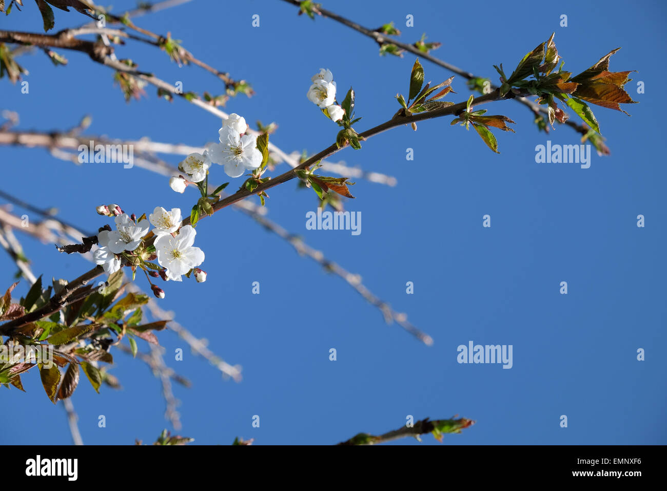 Il Ciliegio fiorisce in primavera Foto Stock