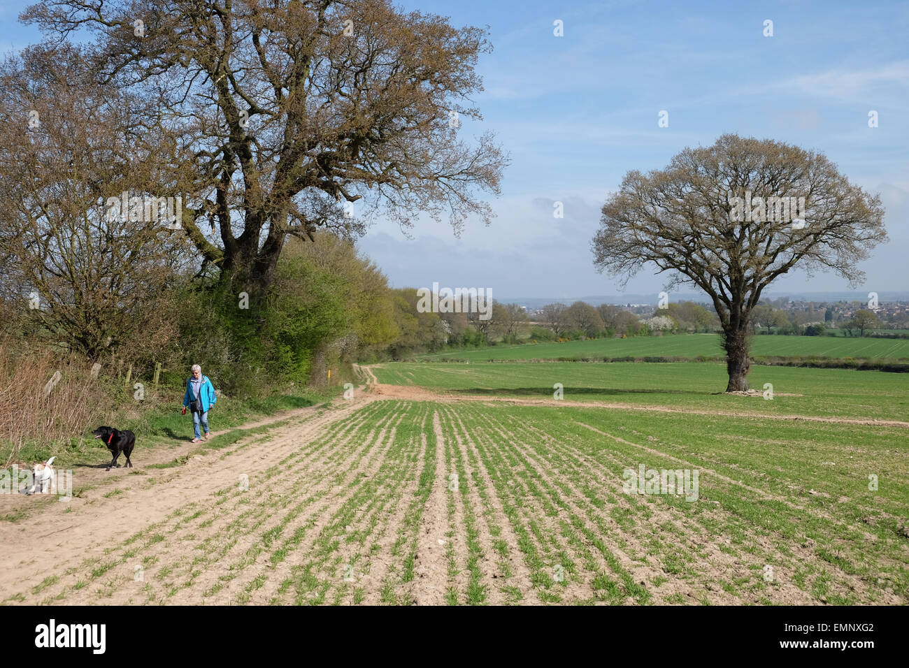 Persona che cammina cani nei campi vicino a Loughborough leicestershire Foto Stock