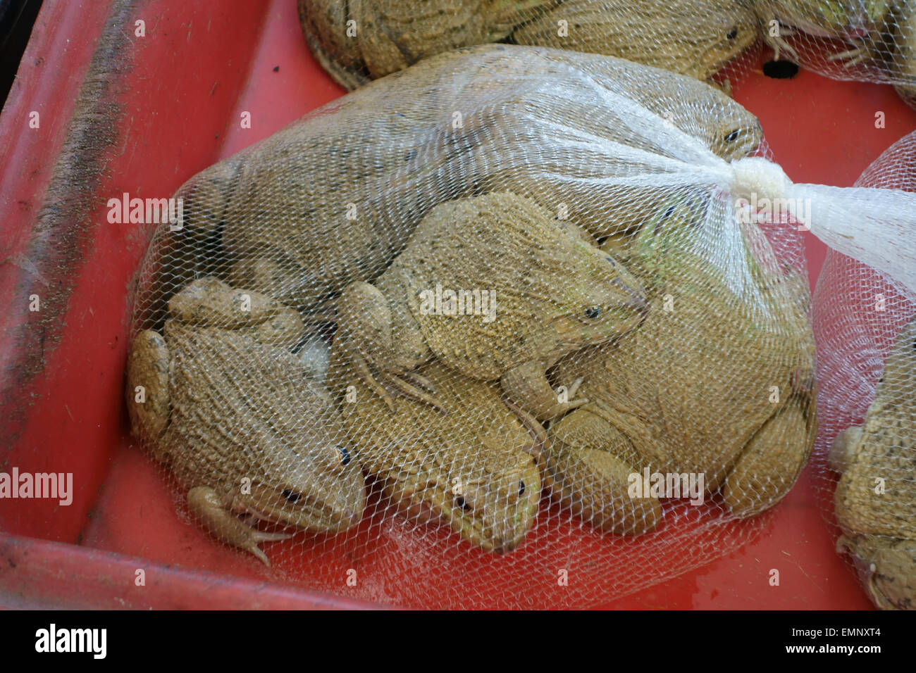 Cinese rane commestibili, Hoplobatrachus rugulosus, anfibi viventi in una borsa a rete in un mercato di Bangkok Foto Stock