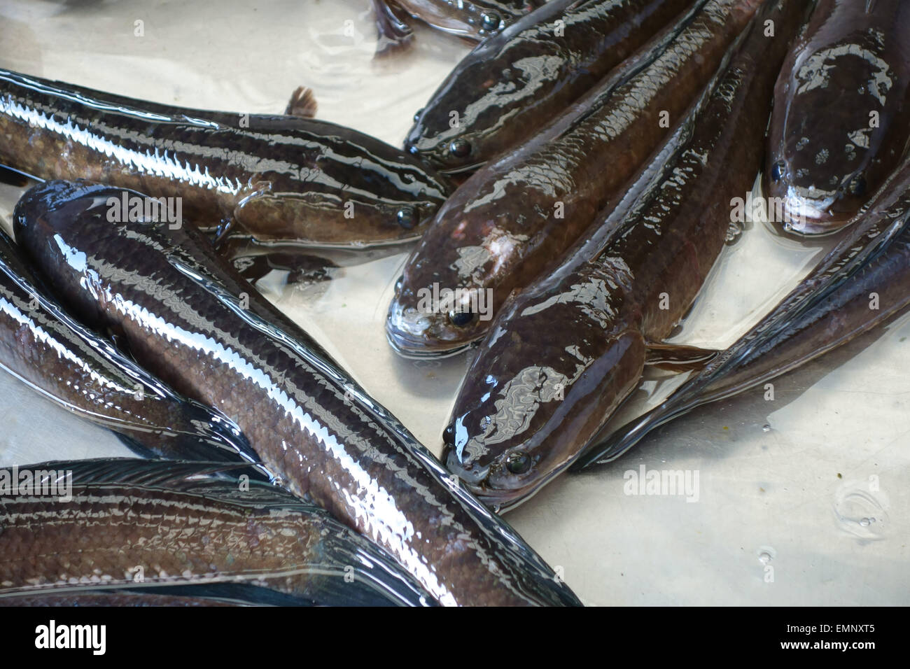 Catfish, soprattutto vivere, su una fase di stallo in aBangkok mercato alimentare Foto Stock