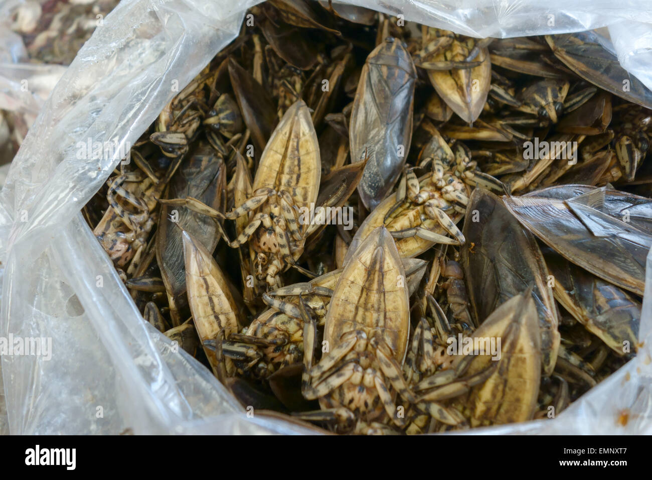 Acqua gigante di bug o immersioni subacquee coleotteri, Lethocerus indicus, su un prodotto alimentare stallo in un mercato a Bangkok, in Thailandia Foto Stock