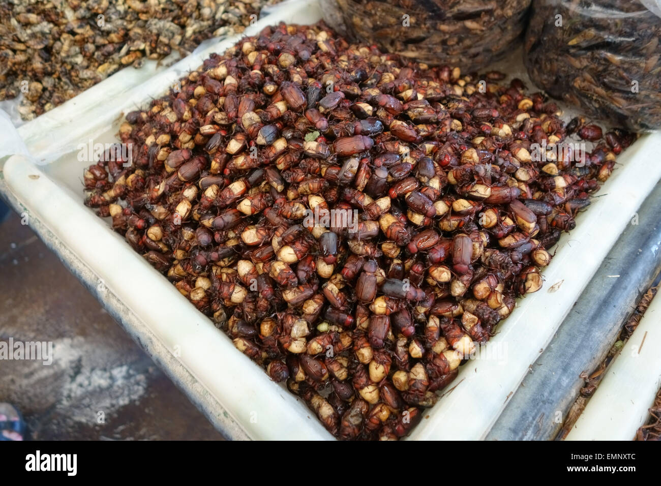 Coleotteri commestibili, Mang-Gudchi, cockchafers su un mercato alimentare di stallo in Bangkok, Thailandia Foto Stock