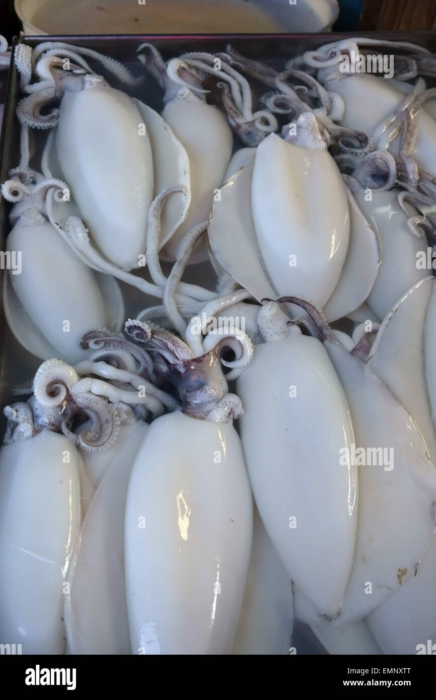 Calamari freschi su un umido a base di pesce e frutti di mare in stallo a Bangkok mercato alimentare, Thailandia Foto Stock