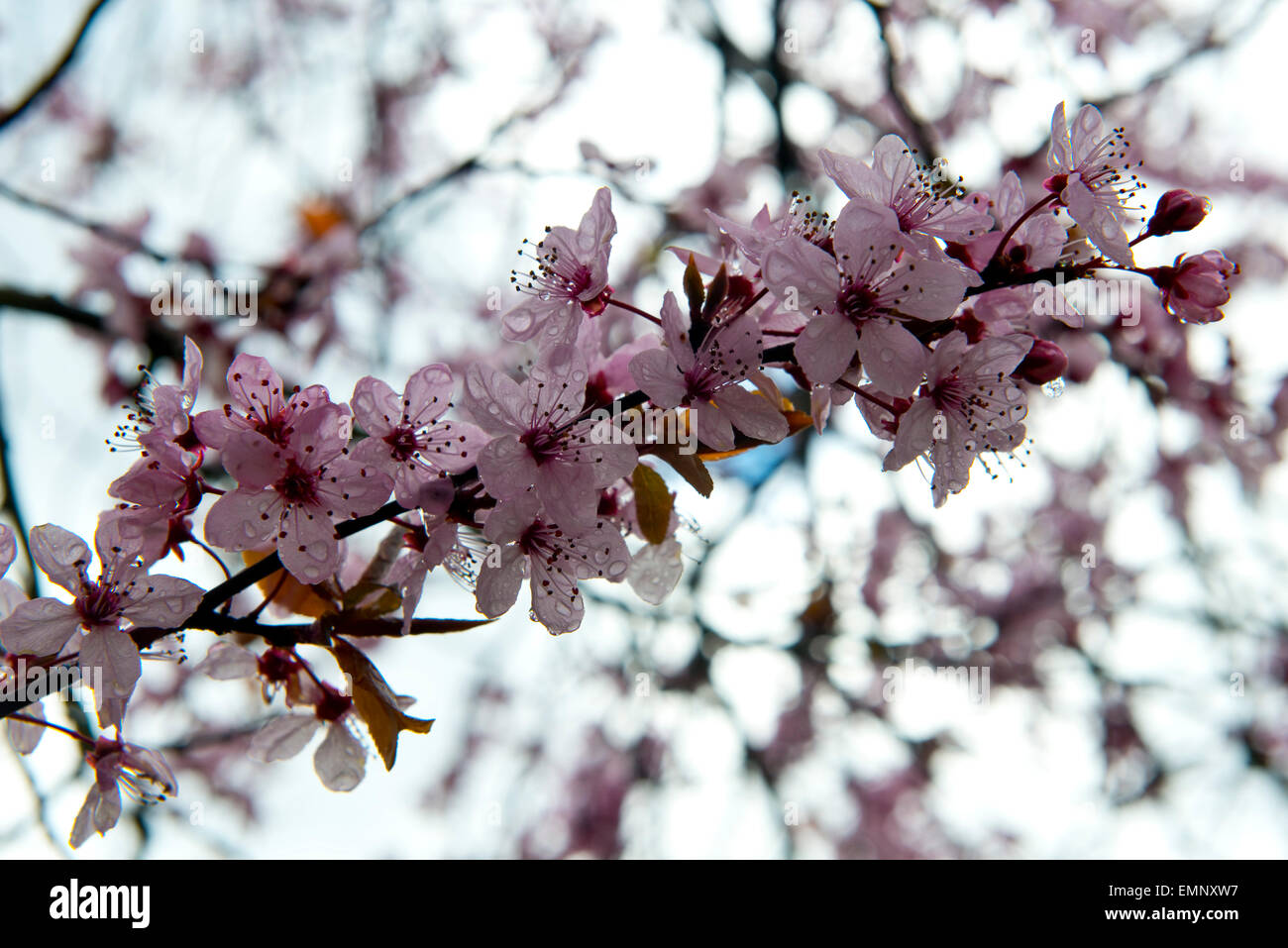 Fiori di colore rosa su una ciliegia susino, Prunus cerasifera 'Pissaardii', con il rosso scuro foglie fioritura in primavera Foto Stock