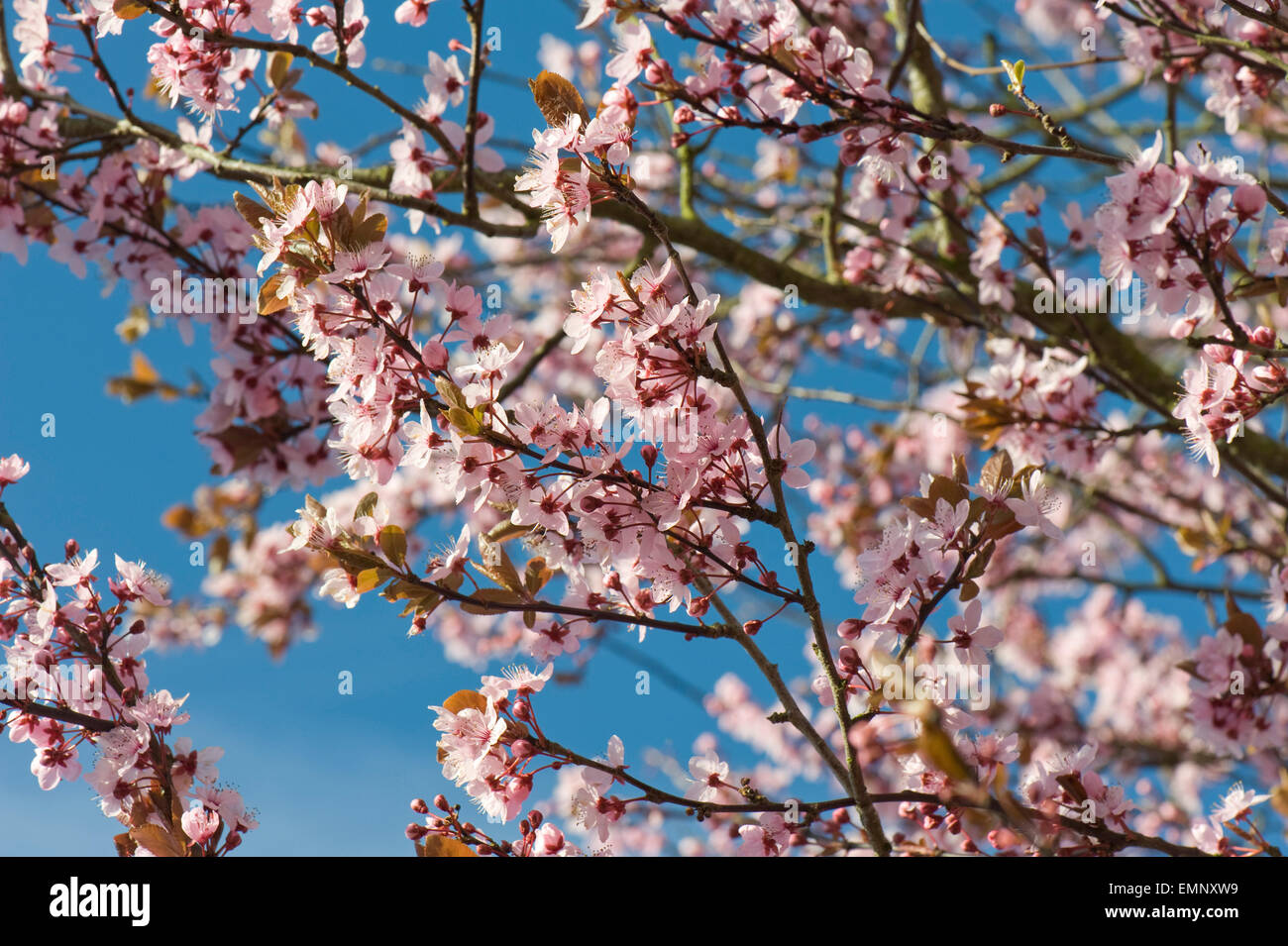 Fiori di colore rosa su una ciliegia susino, Prunus cerasifera 'Pissaardii', con il rosso scuro foglie fioritura in primavera Foto Stock