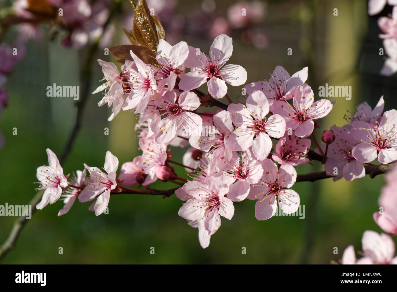 Fiori di colore rosa su una ciliegia susino, Prunus cerasifera 'Pissaardii', con il rosso scuro foglie fioritura in primavera Foto Stock