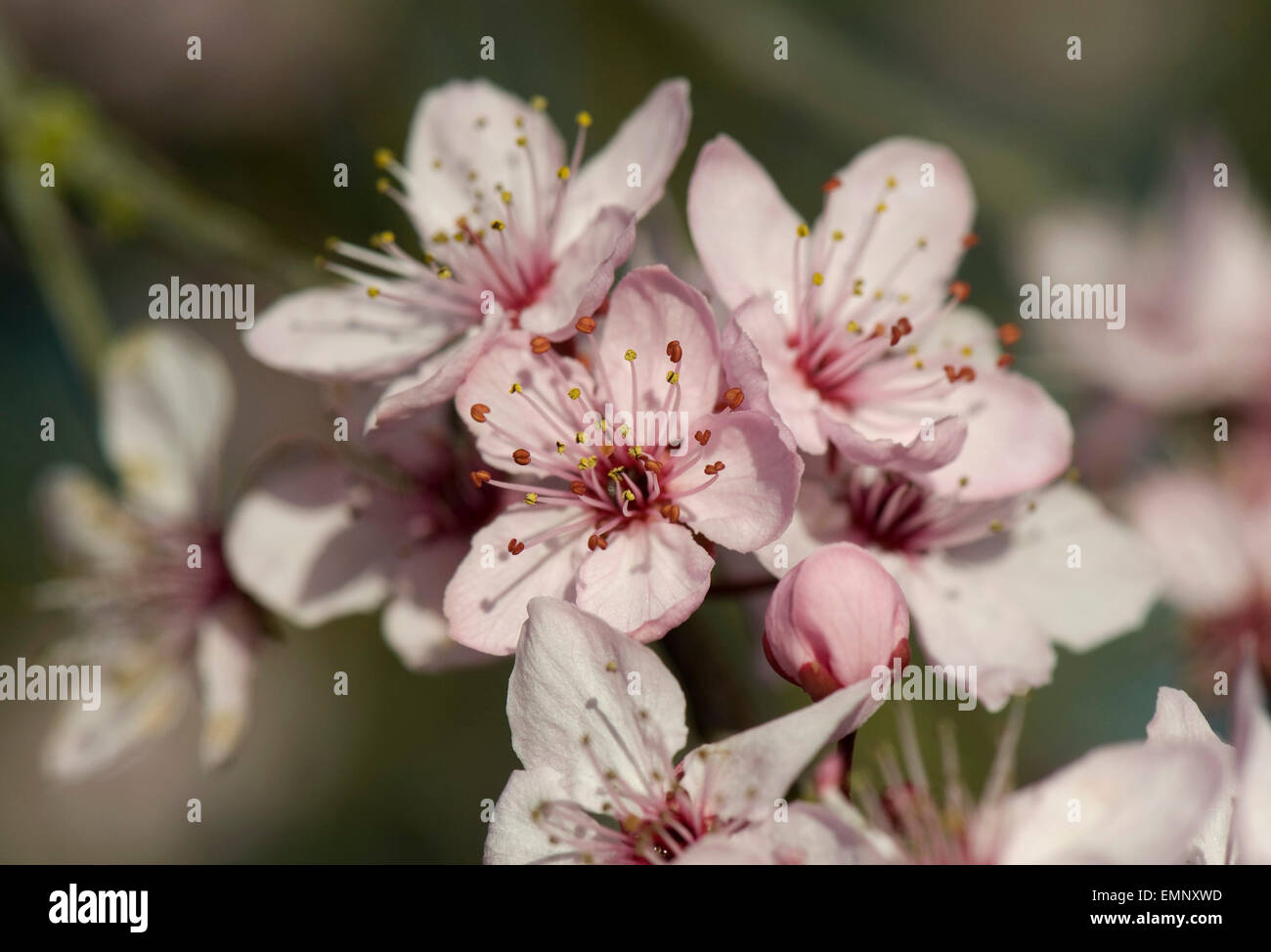 Fiori di colore rosa su una ciliegia susino, Prunus cerasifera 'Pissaardii', con il rosso scuro foglie fioritura in primavera Foto Stock