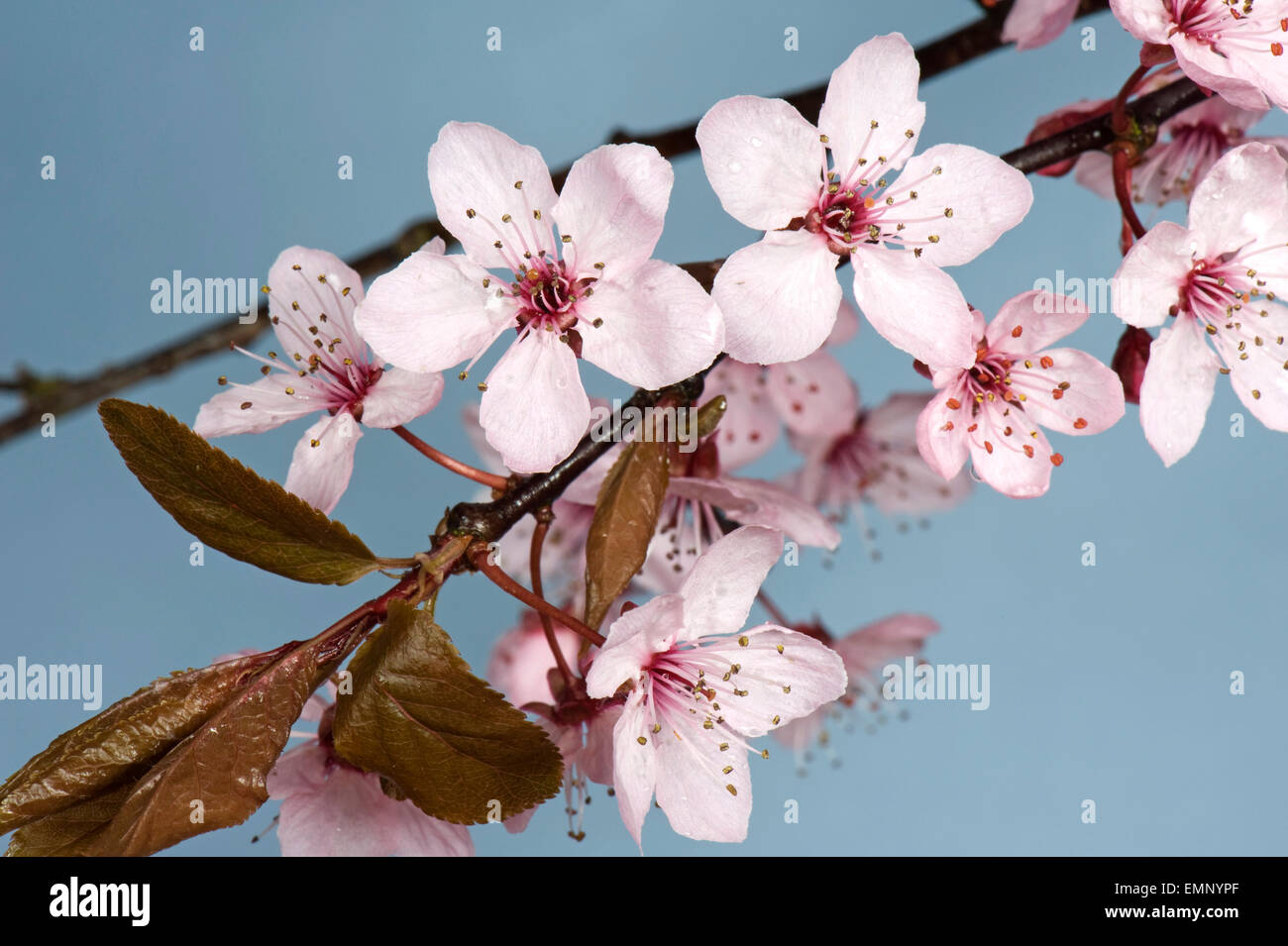 Fiori di colore rosa su una ciliegia susino, Prunus cerasifera 'Pissaardii', con il rosso scuro foglie fioritura in primavera Foto Stock