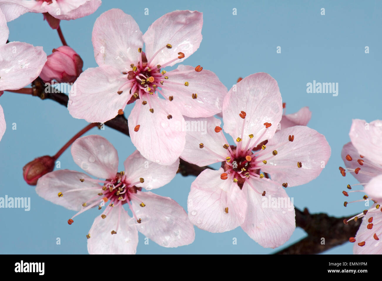 Fiori di colore rosa su una ciliegia susino, Prunus cerasifera 'Pissaardii', con il rosso scuro foglie fioritura in primavera Foto Stock