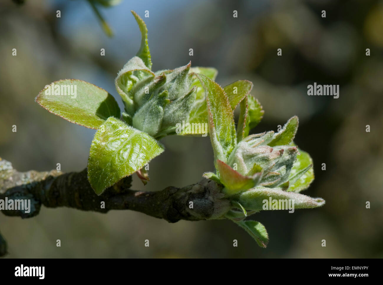 Verde mela boccioli di fiori e foglie, verde cluster, apertura nel sole primaverile sulla struttura ad albero Foto Stock
