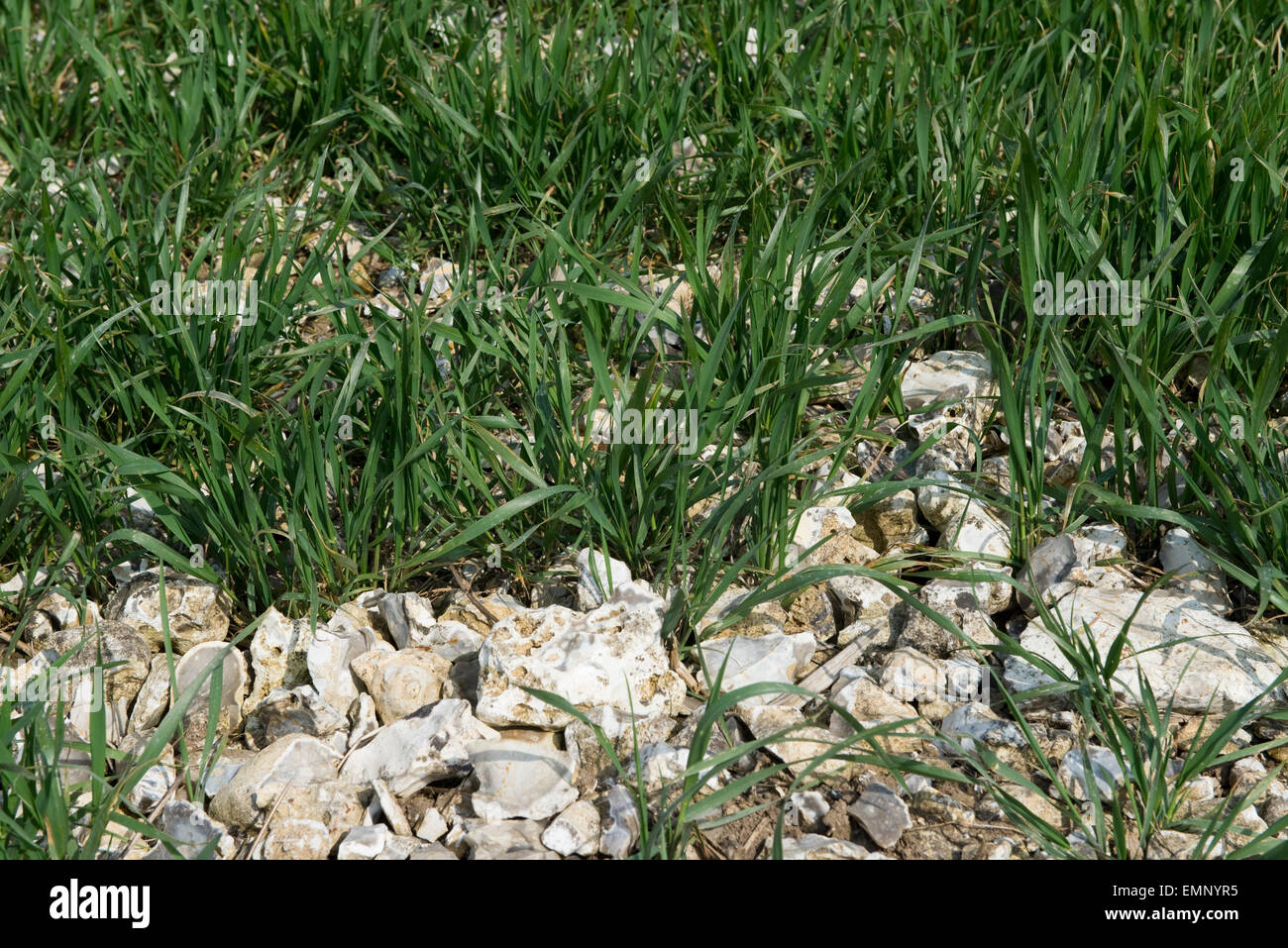 Un giovane raccolto di grano in groiwing molto pietrosa, flint terreno sovrastante chalk, Berkshire, Regno Unito , Aprile Foto Stock