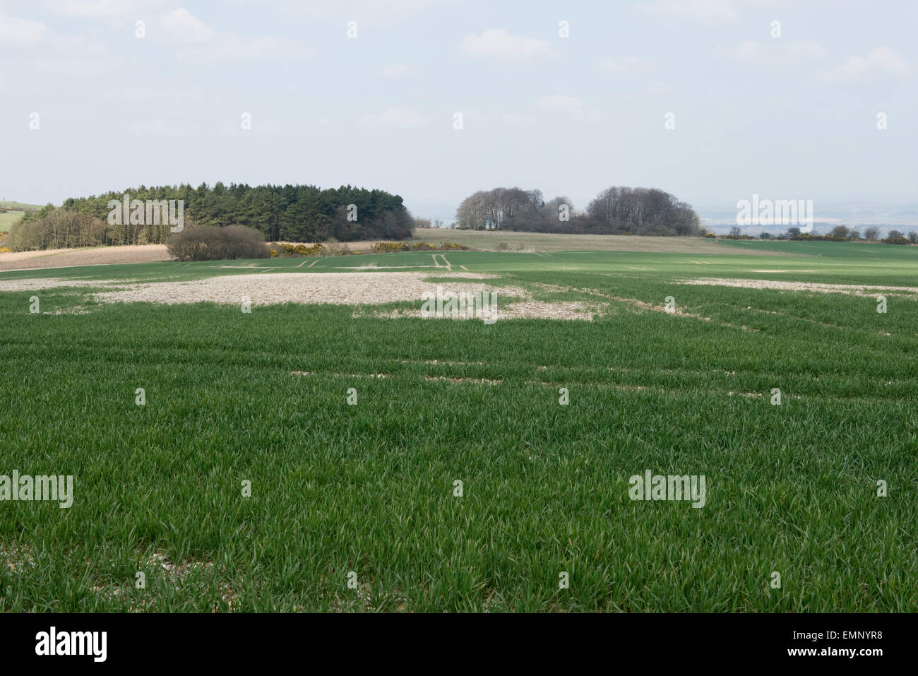 Un giovane il raccolto di grano in crescita in molto pietrosa, flint terreno sovrastante chalk, Berkshire, Regno Unito , Aprile Foto Stock