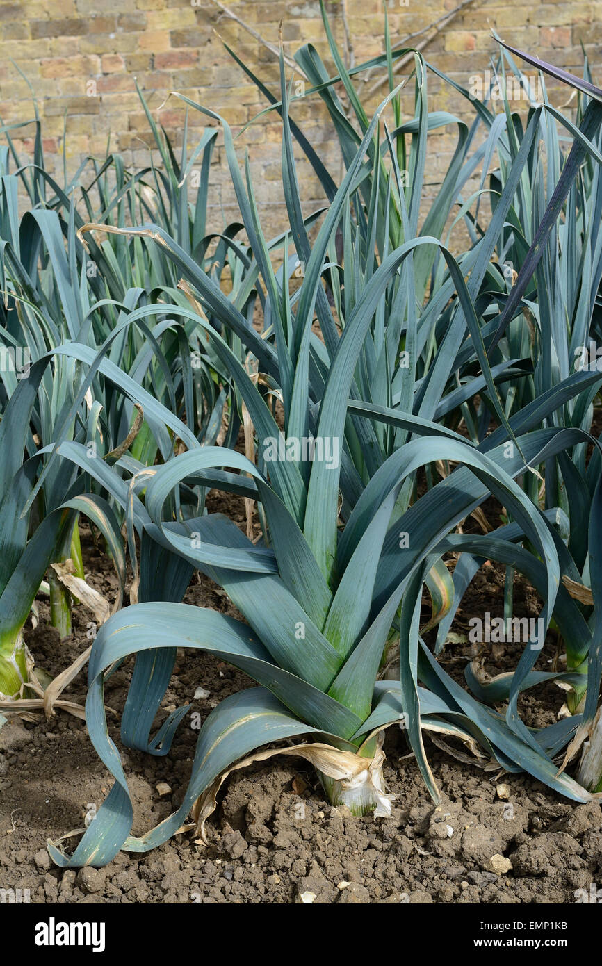 I porri che cresce su un grafico di vegetali in un giardino murato Foto Stock