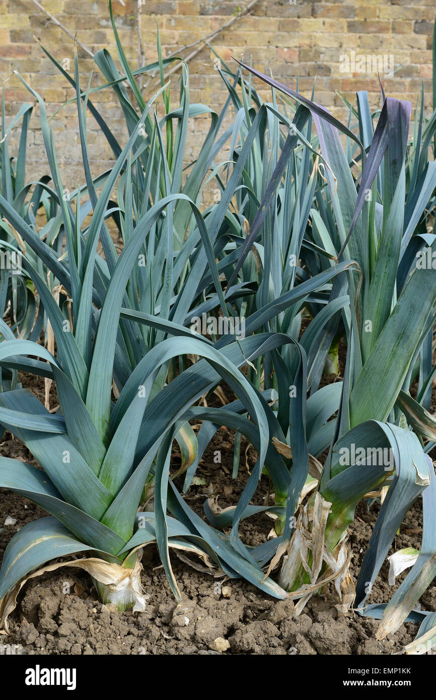 I porri che cresce su un grafico di vegetali in un giardino murato Foto Stock