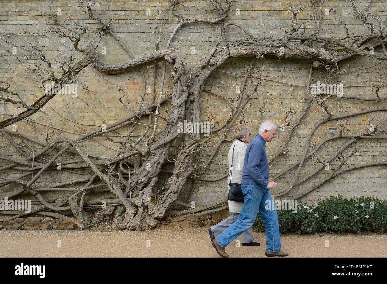 Coppia in pensione oltrepassando un vecchio vitigno aggrappati ad una parete a strappare Park, Bedfordshire Foto Stock