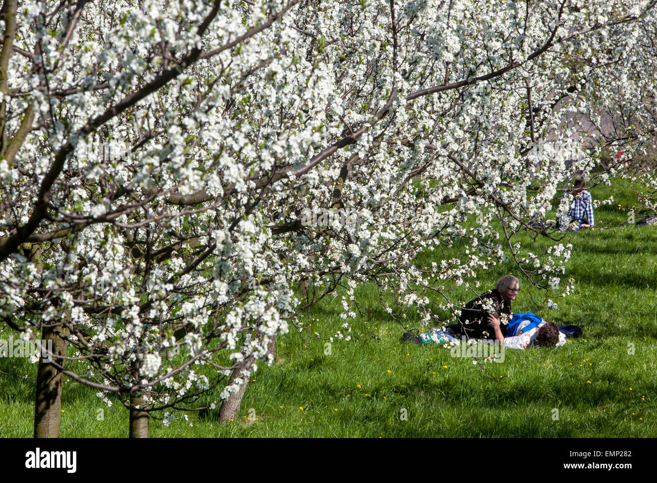 Praga coppia in Love Cherry Tree Petrin Hill Park Praga Primavera Repubblica Ceca Praga coppia romantica due amanti Praga City Park Petrin Foto Stock