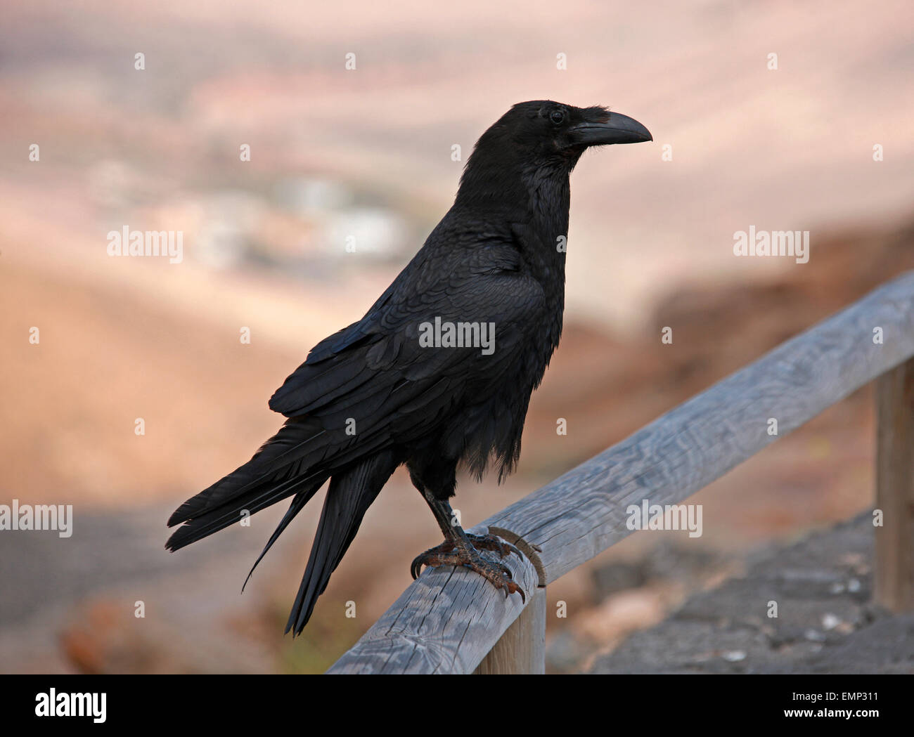 Isole Canarie Raven, Corvus corax jordansi (syn. C. c. tingitanus), Corvidae. Foto Stock