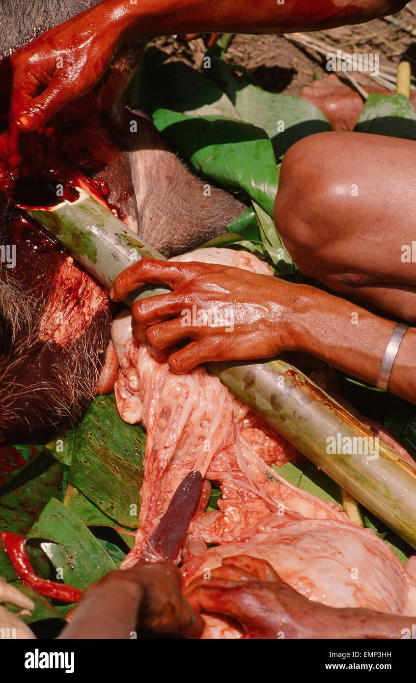 Tana Toraja, cibo per la cerimonia funebre di Sulawesi Foto Stock