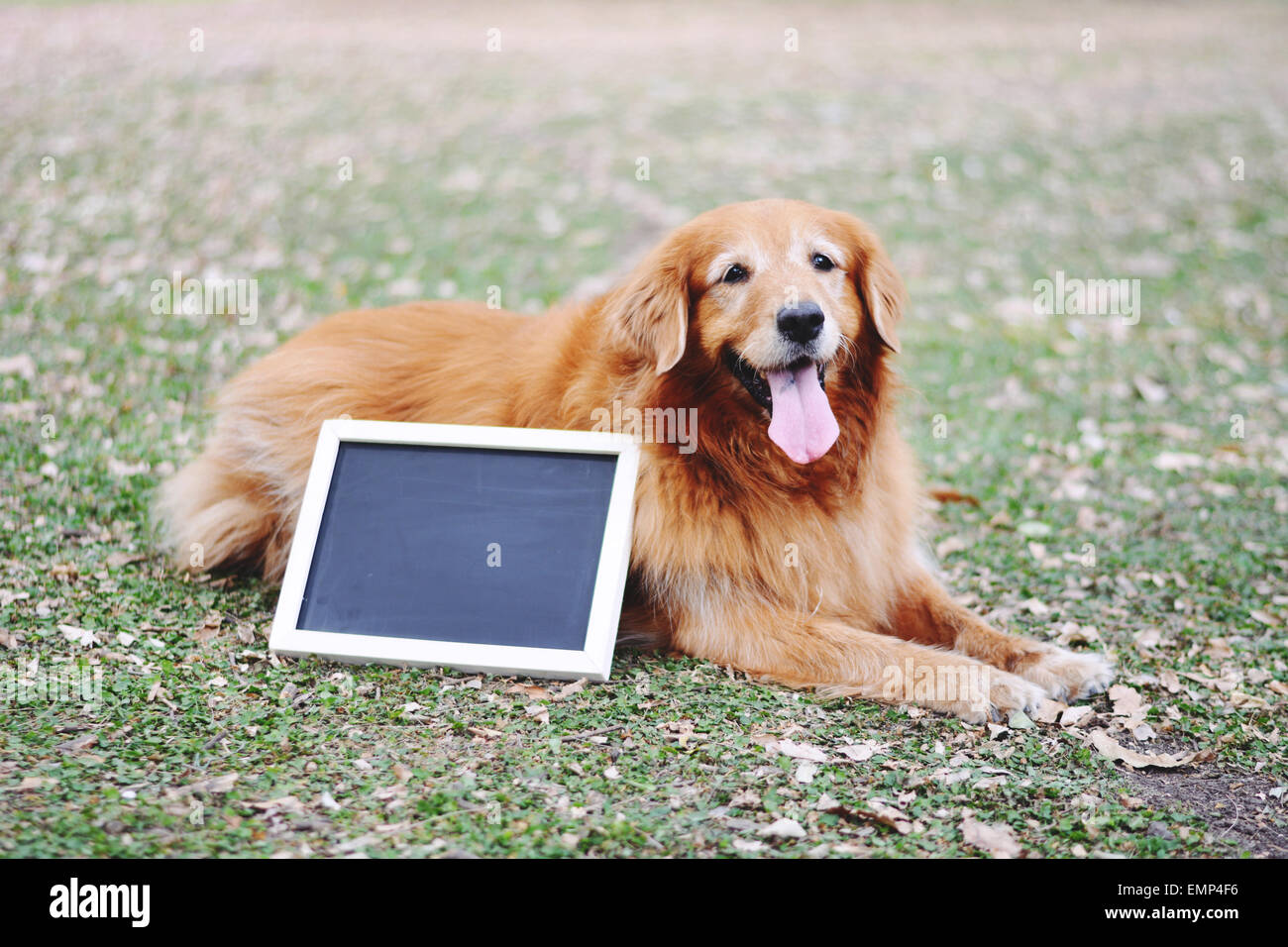 Ritratto di un Labrador cane e lavagna in giorno di estate Foto Stock