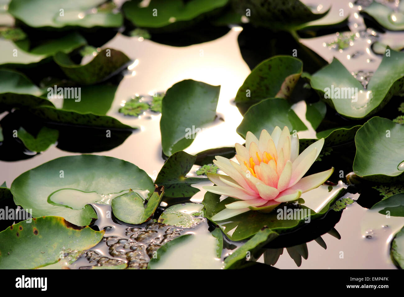 Unico fiore di loto Foto Stock