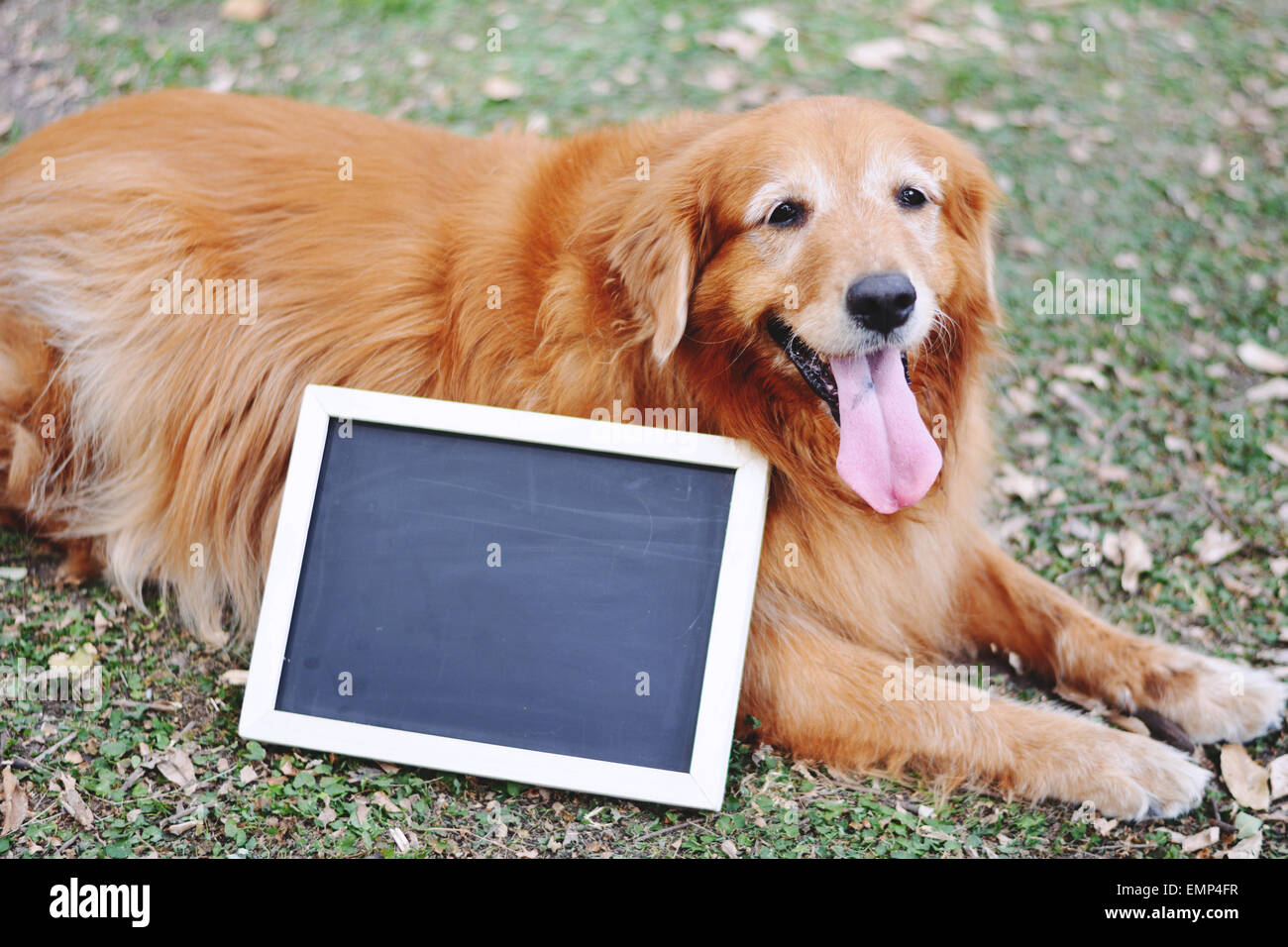 Ritratto di un Labrador cane e lavagna in giorno di estate Foto Stock