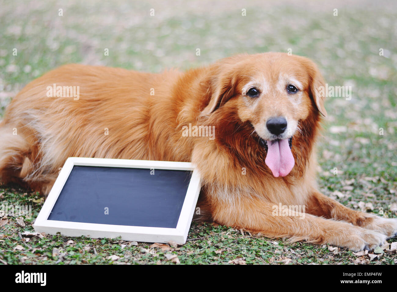 Ritratto di un Labrador cane e lavagna in giorno di estate Foto Stock