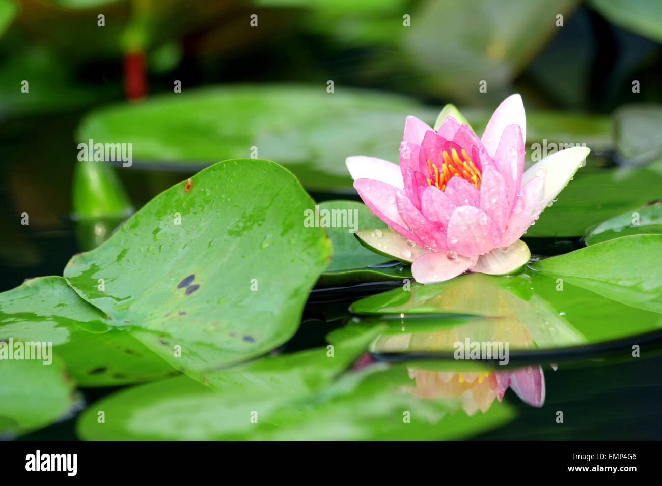 Unico fiore di loto Foto Stock