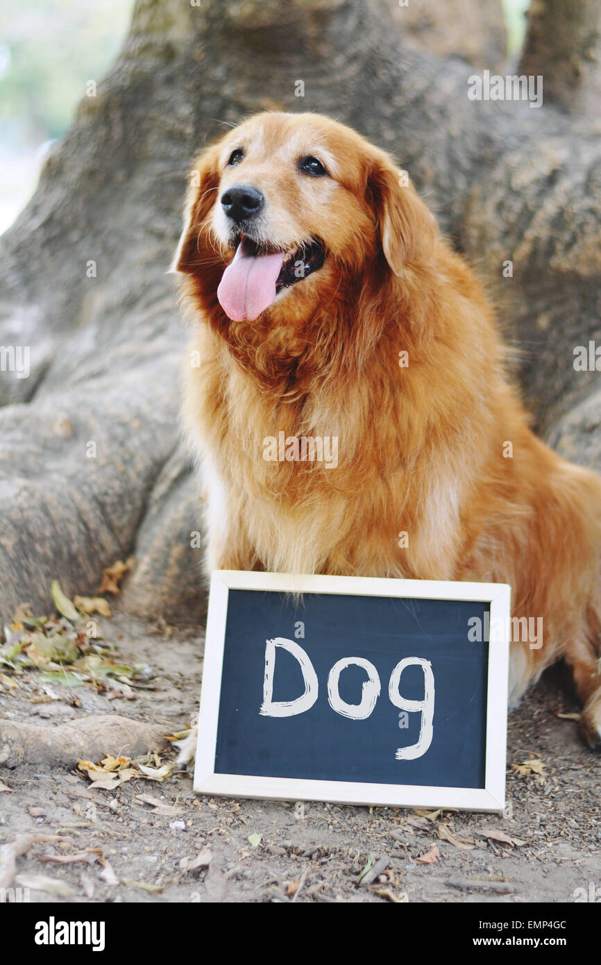 Ritratto di un Labrador cane e lavagna in giorno di estate Foto Stock