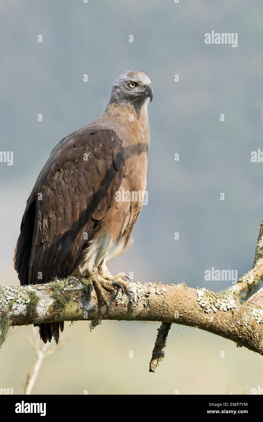 A testa grigia aquila pesce o Ichthyophaga ichthyaetus presso il Parco Nazionale di Kaziranga Assam India Foto Stock